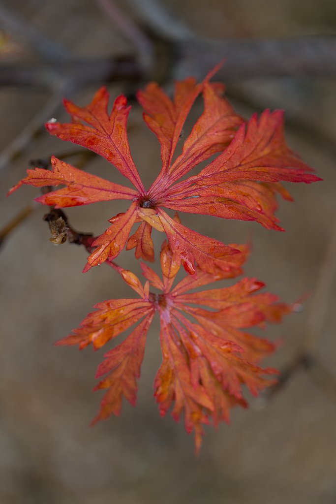 EF100mm F2.8 L IS MACRO