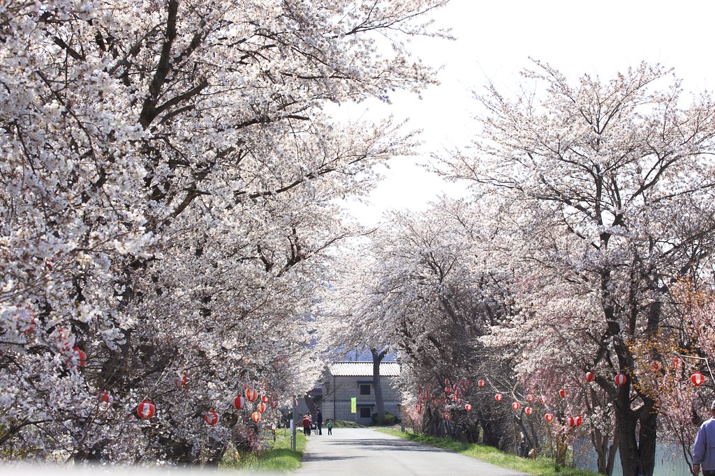 最寄りの桜　其の弐