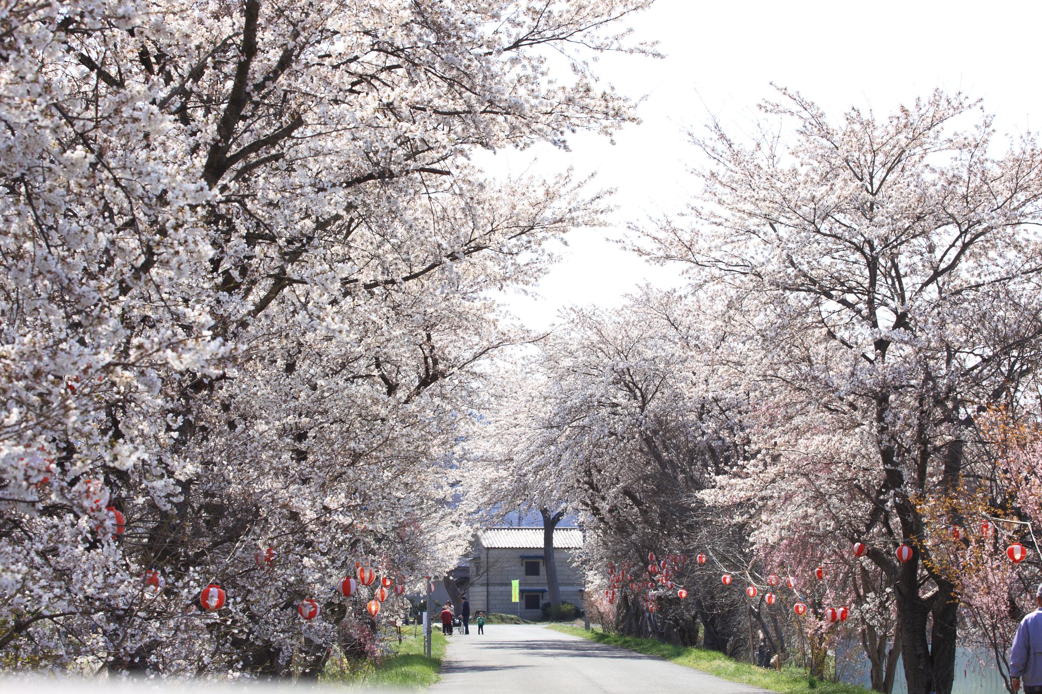 最寄りの桜　其の弐