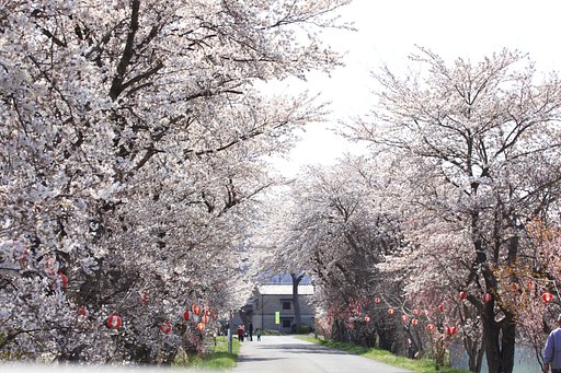 最寄りの桜　其の弐