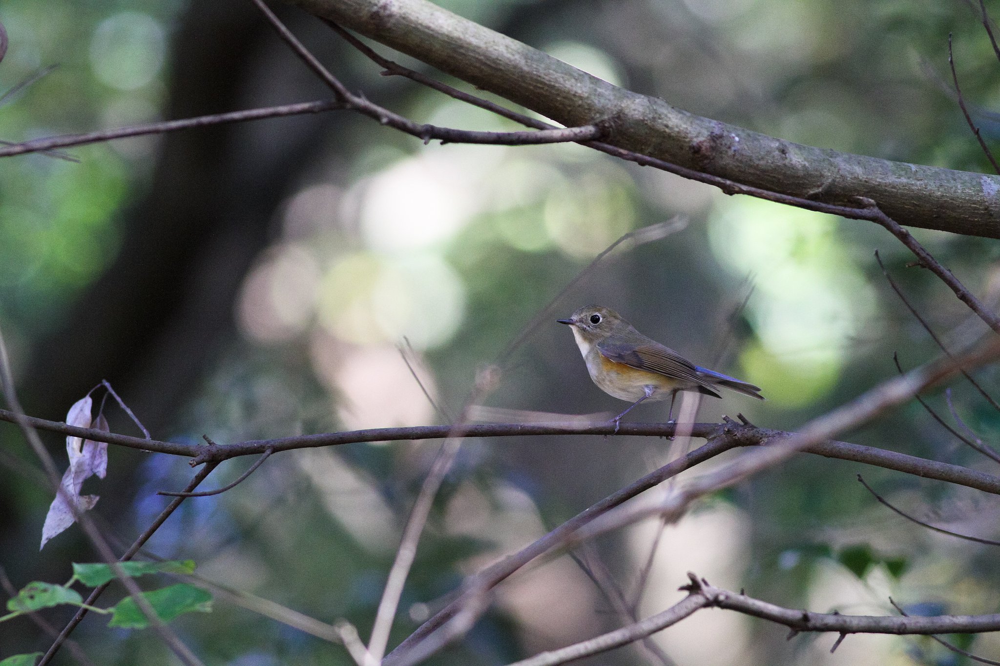 ルリビタキ♀