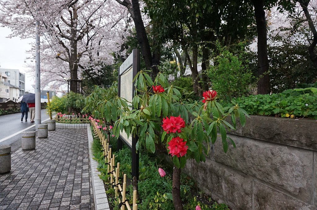 桜とシャクナゲ