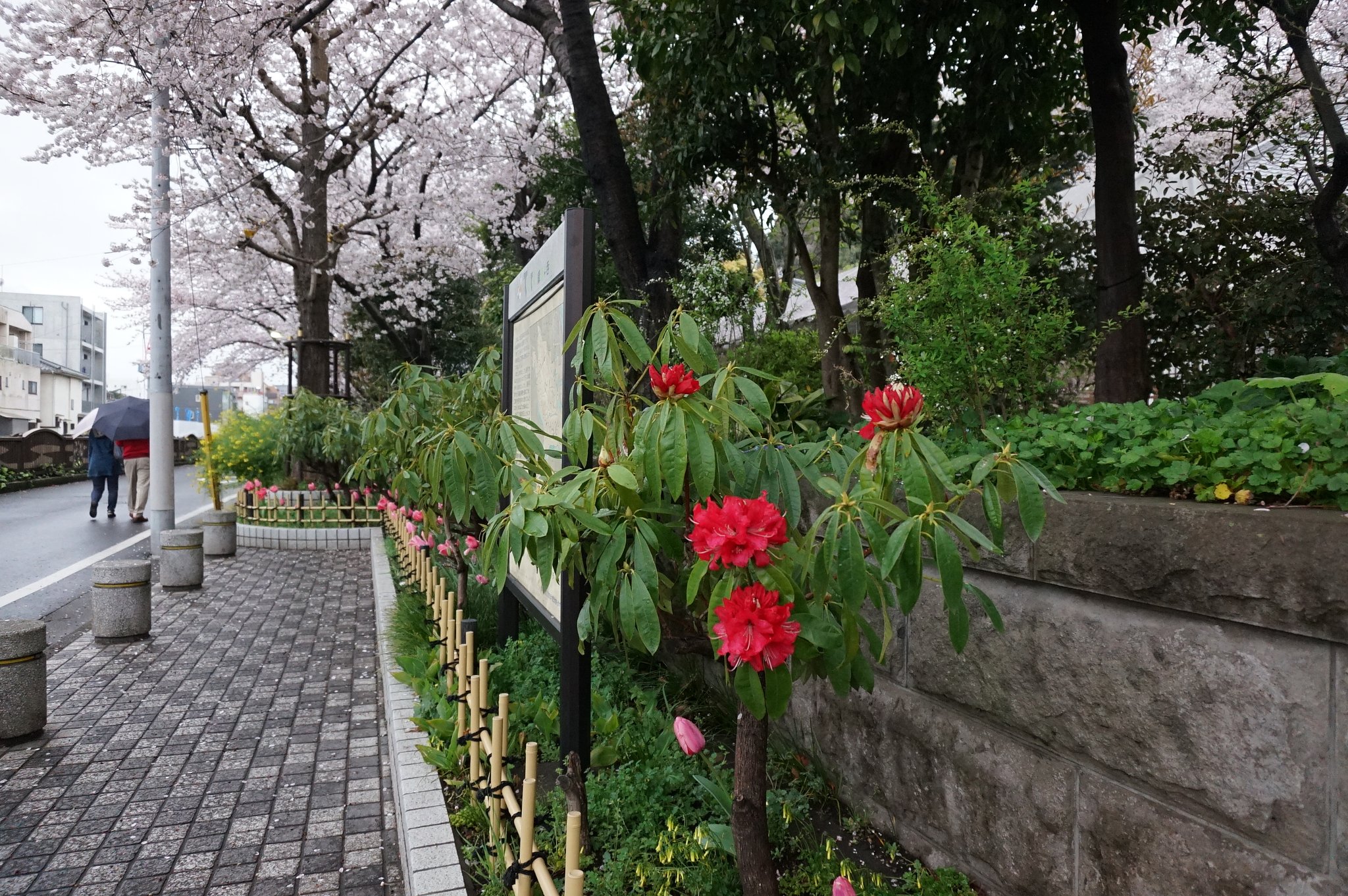 桜とシャクナゲ