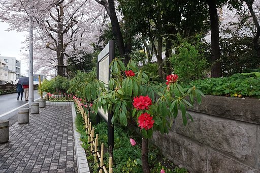 桜とシャクナゲ