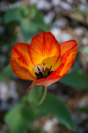 AF-S NIKKOR 24-120mm F4G ED VR