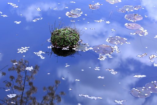 花筏