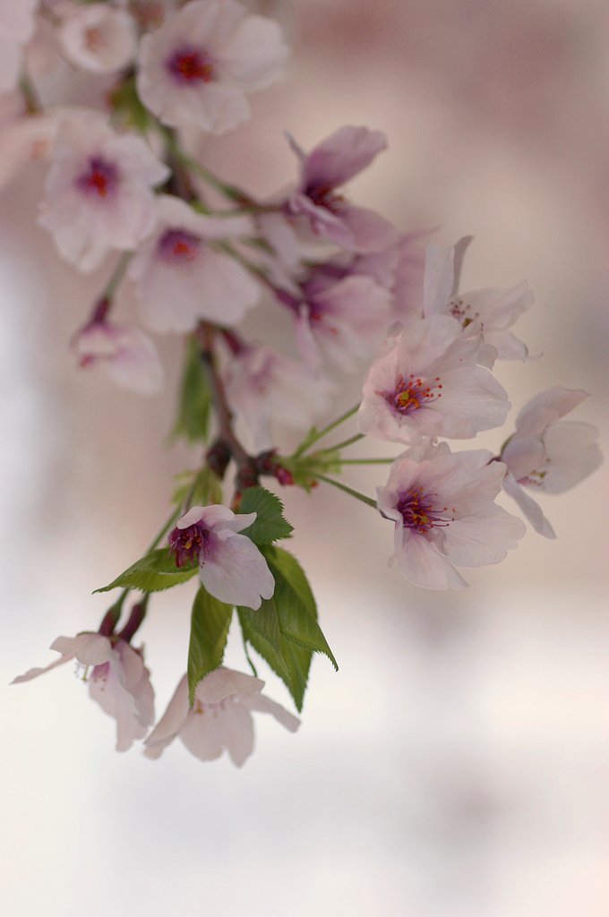 枝垂れ桜２
