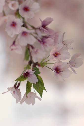 枝垂れ桜２