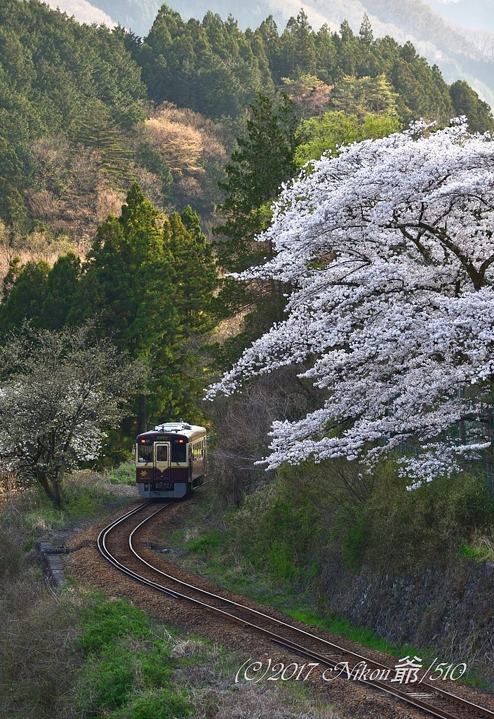 桜を見ながら