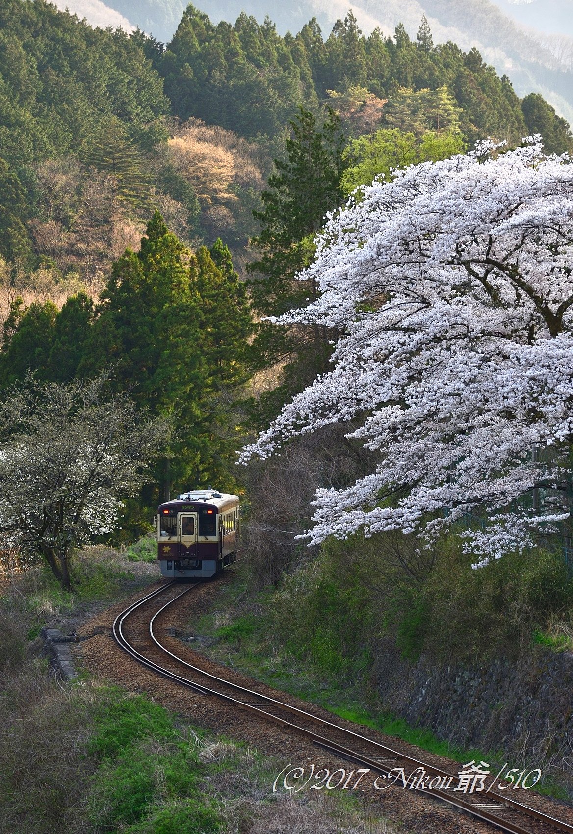 桜を見ながら