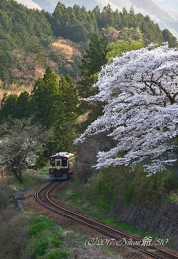 桜を見ながら