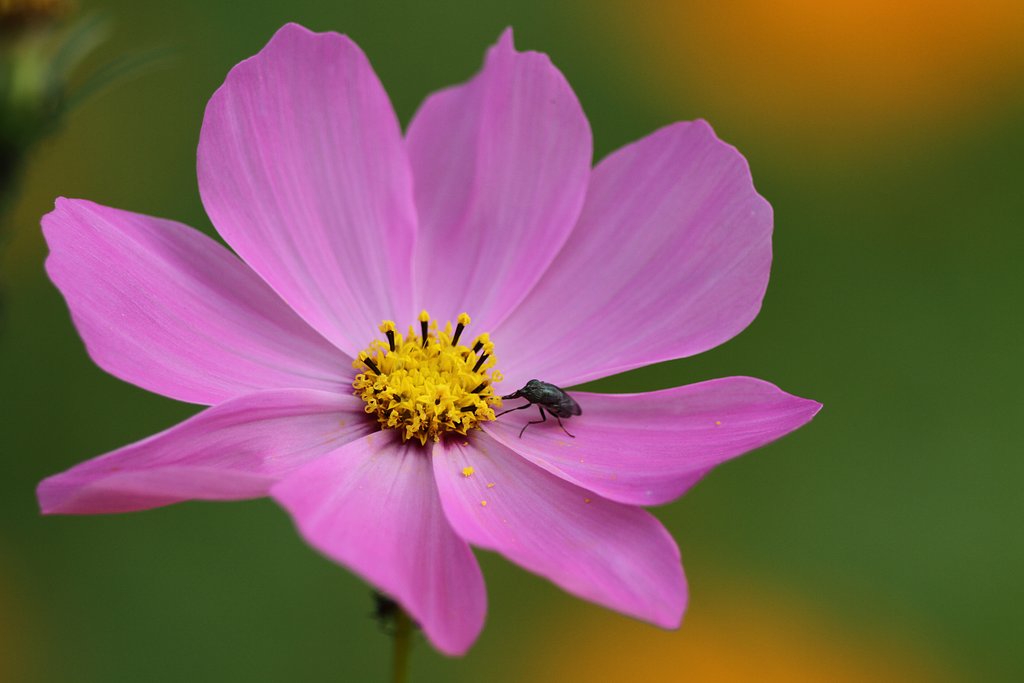 コスモスの花のUP