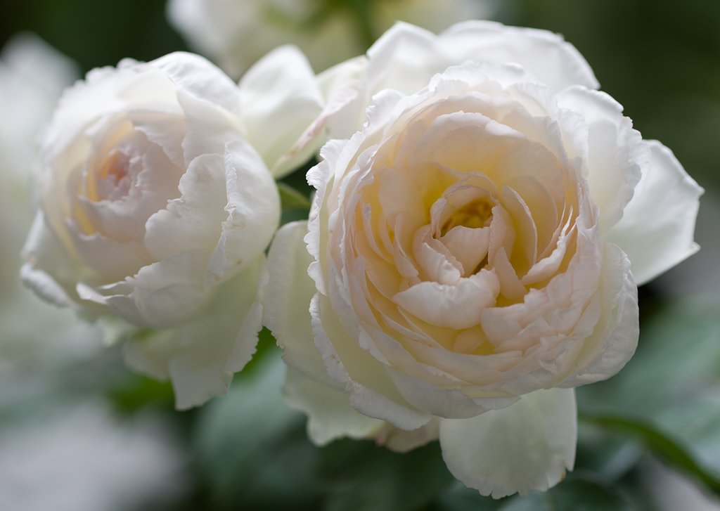 SIGMA MACRO 70mm F2.8
