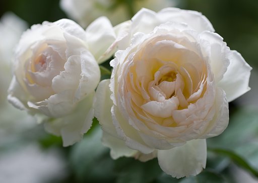 SIGMA MACRO 70mm F2.8
