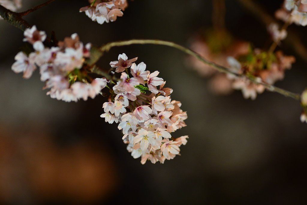 夜桜