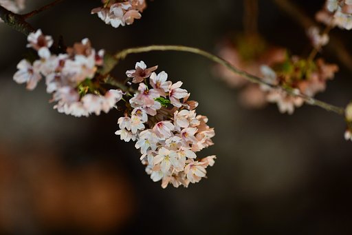 夜桜
