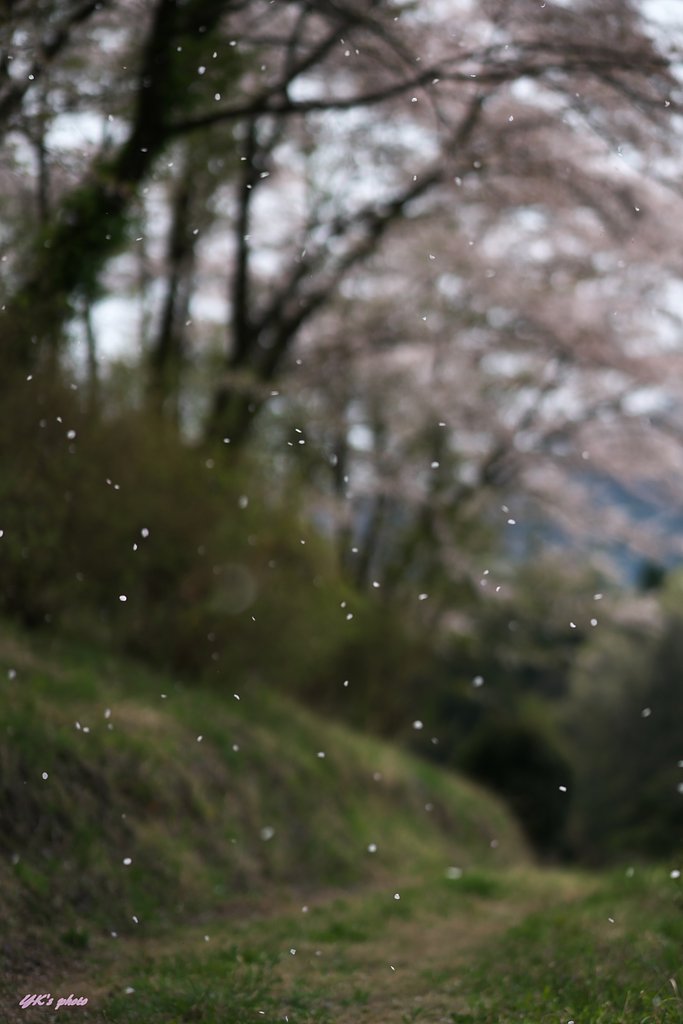 桜吹雪