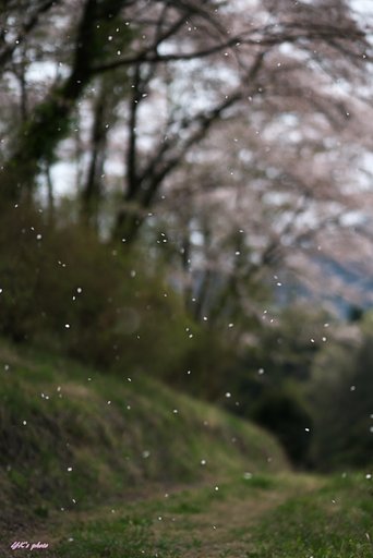 桜吹雪