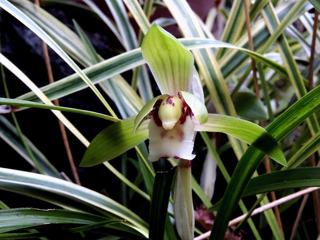 日本春蘭の花