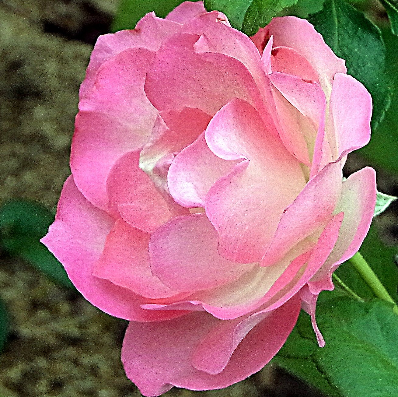 ピインクの薔薇