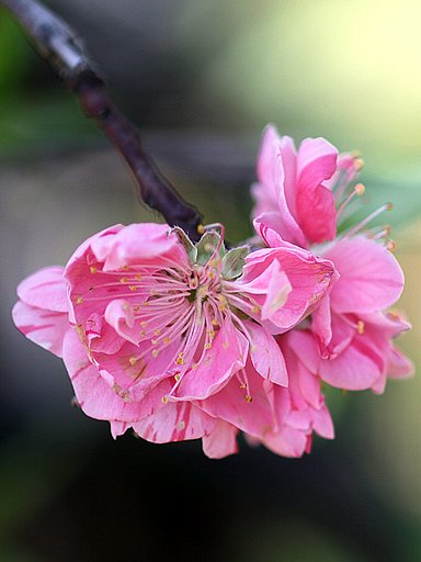 ピンクの梅の花