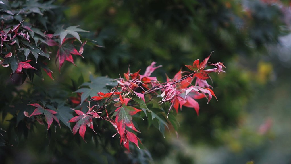 紅葉はこれから・・・