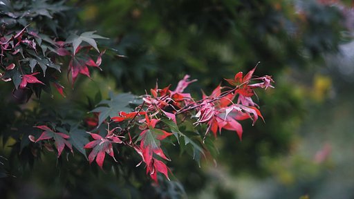 紅葉はこれから・・・