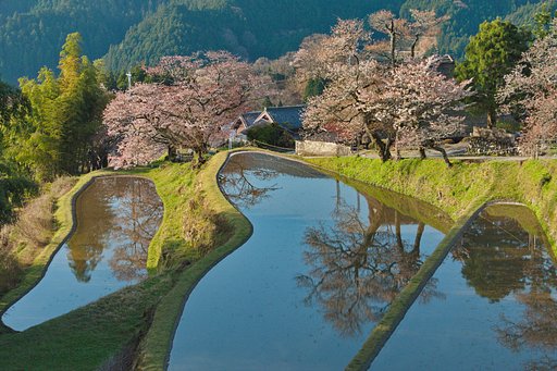 三多気の桜　五分咲き(-_-メ)