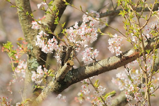お花見？
