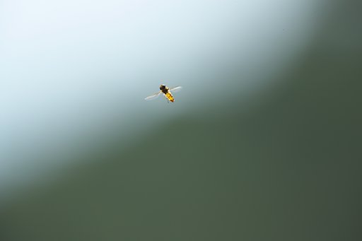 アブの空中散歩