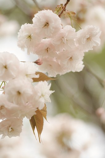八重桜