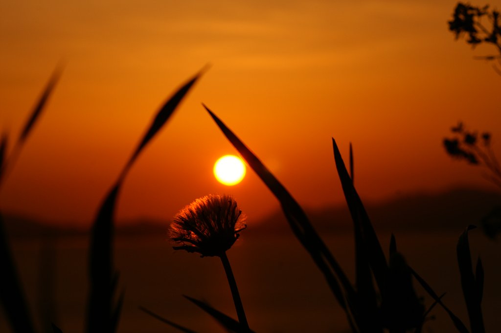 夕日　AF85