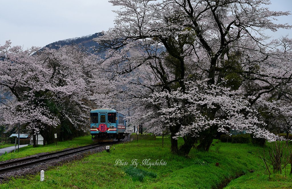 桜のトンネル