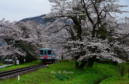 桜のトンネル