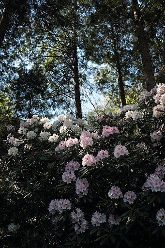 シャクナゲの里　（花みどり公園）