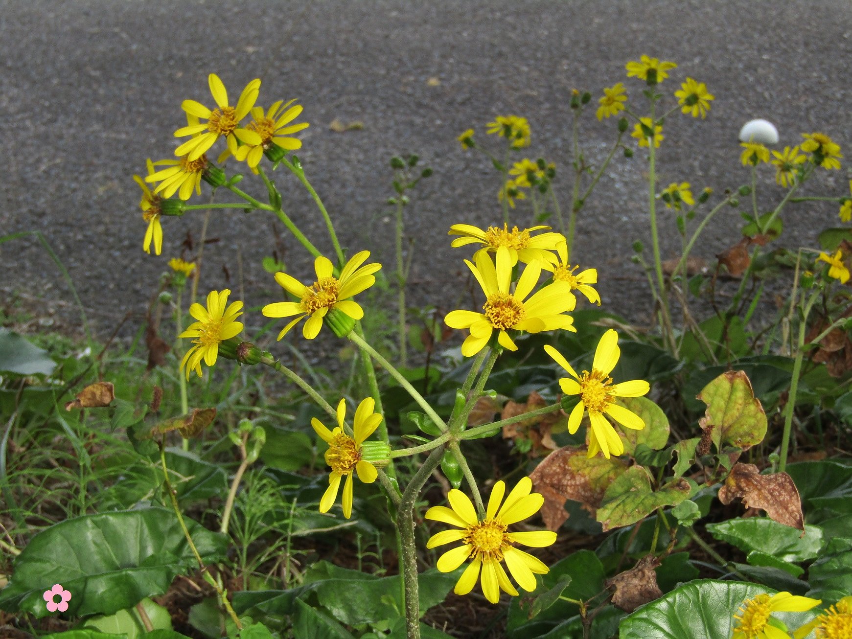 道端に可愛い🌼が咲いていました