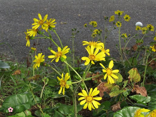 道端に可愛い🌼が咲いていました