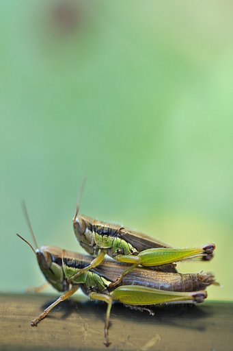 イナゴペア