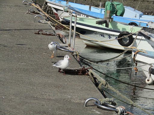 渡り鳥はユリカモメかな、、🐔