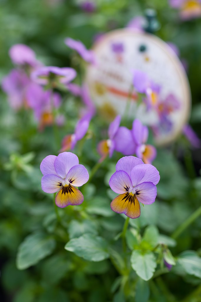 SIGMA MACRO 70mm F2.8