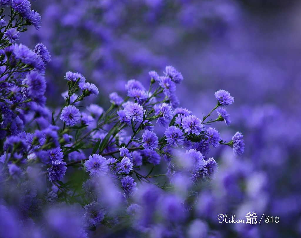 花楽園