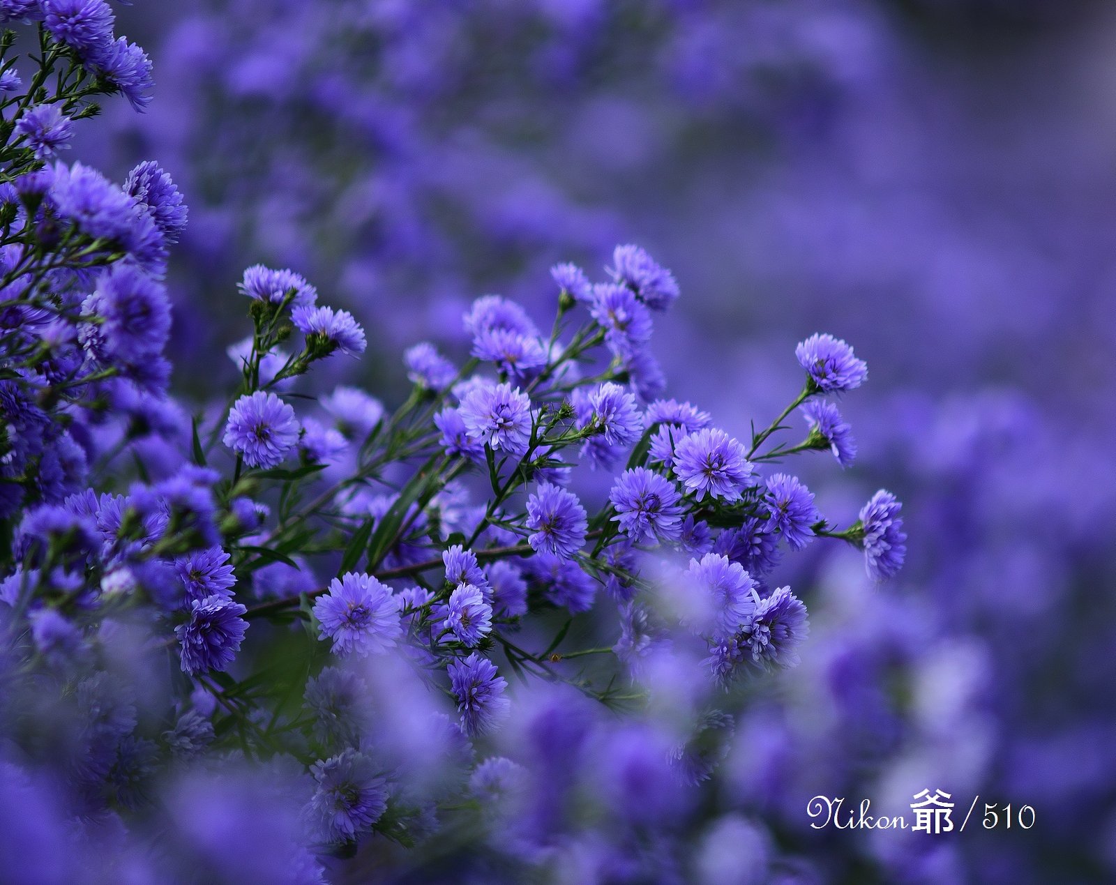 花楽園