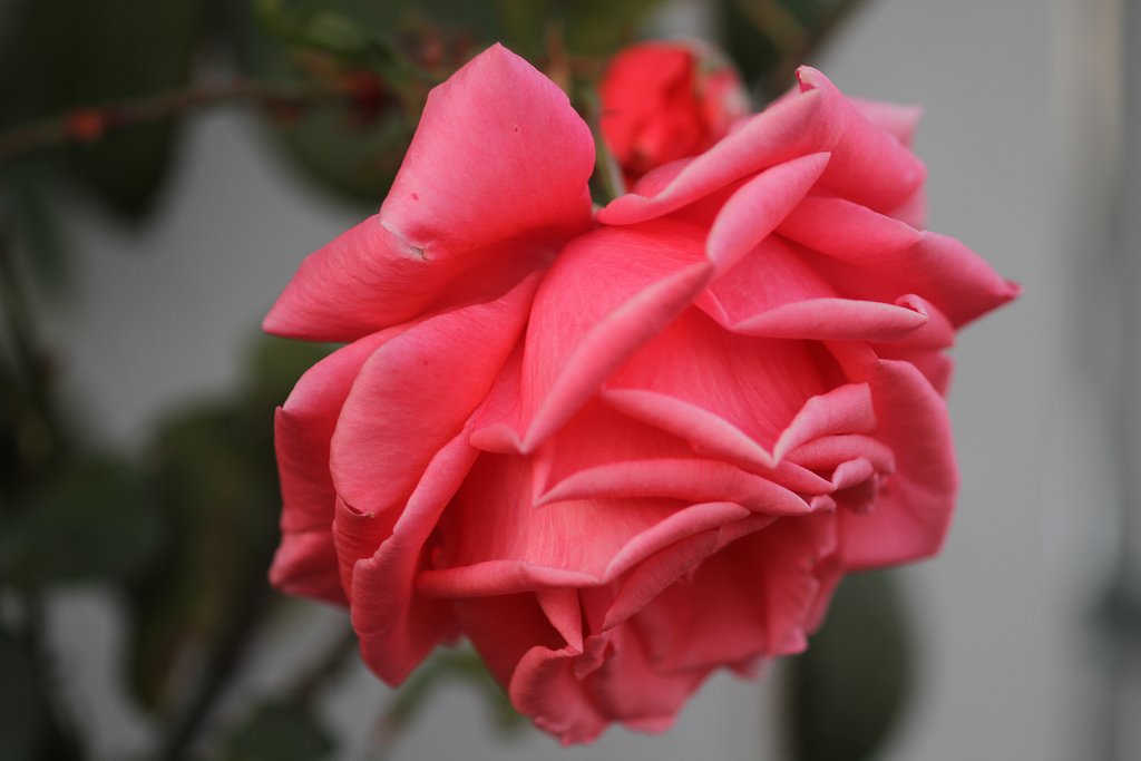薔薇のUP