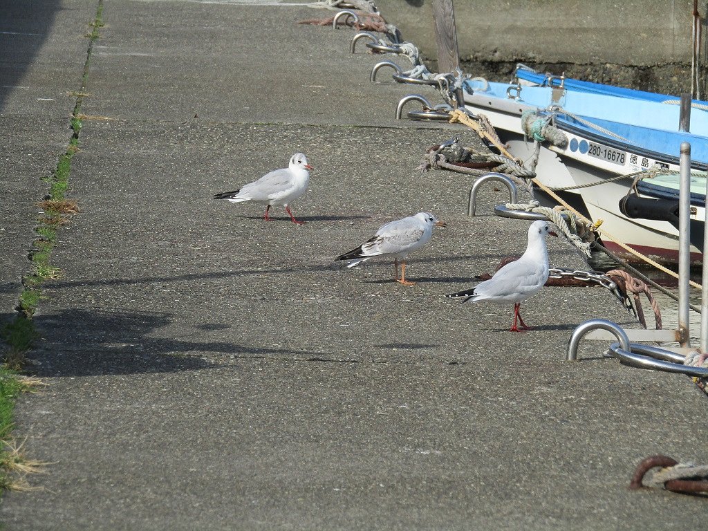 渡り鳥カモメが漁港で体力を蓄えて