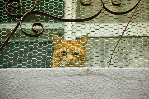 金網の中の猫