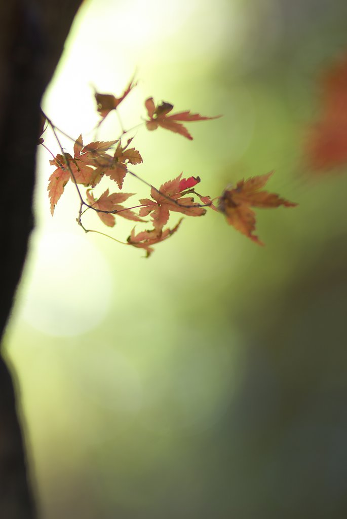 名残の紅葉を探して