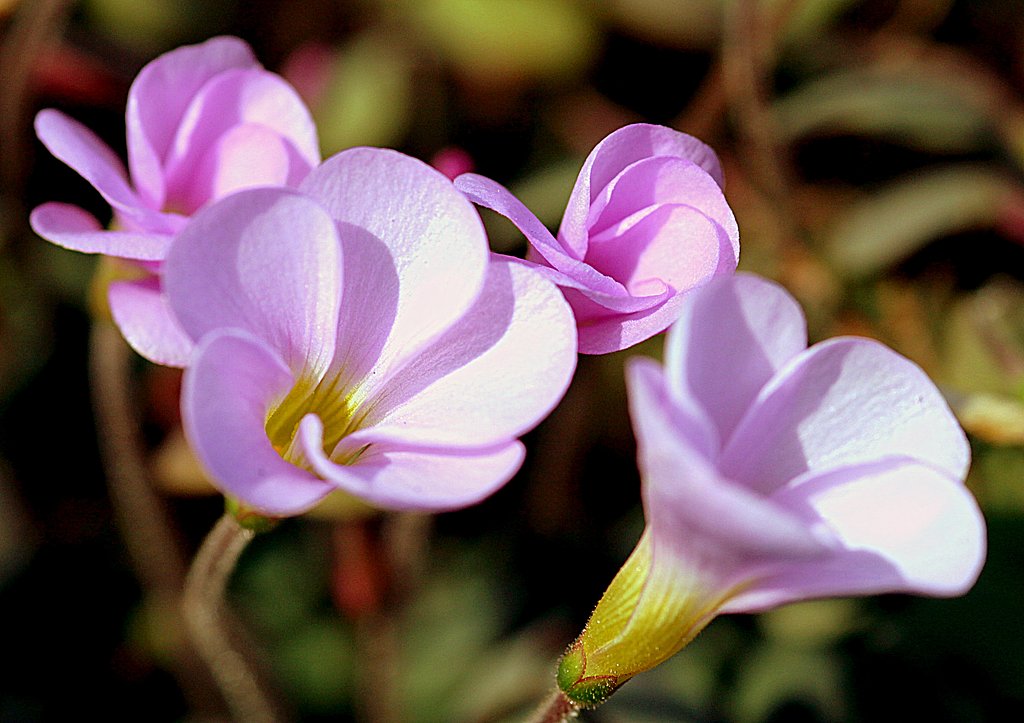 小さいピンクの花