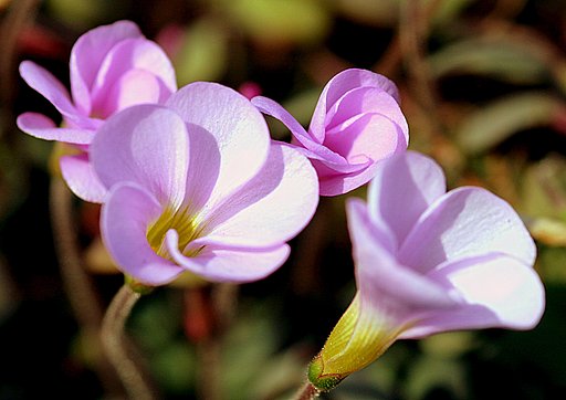 小さいピンクの花