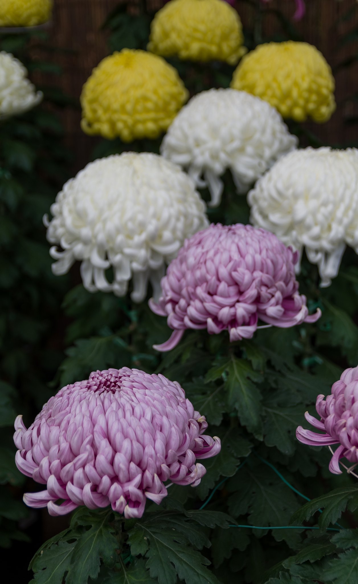 【色】菊