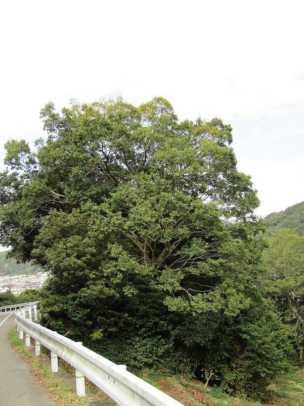 山道からはみ出す大木かな